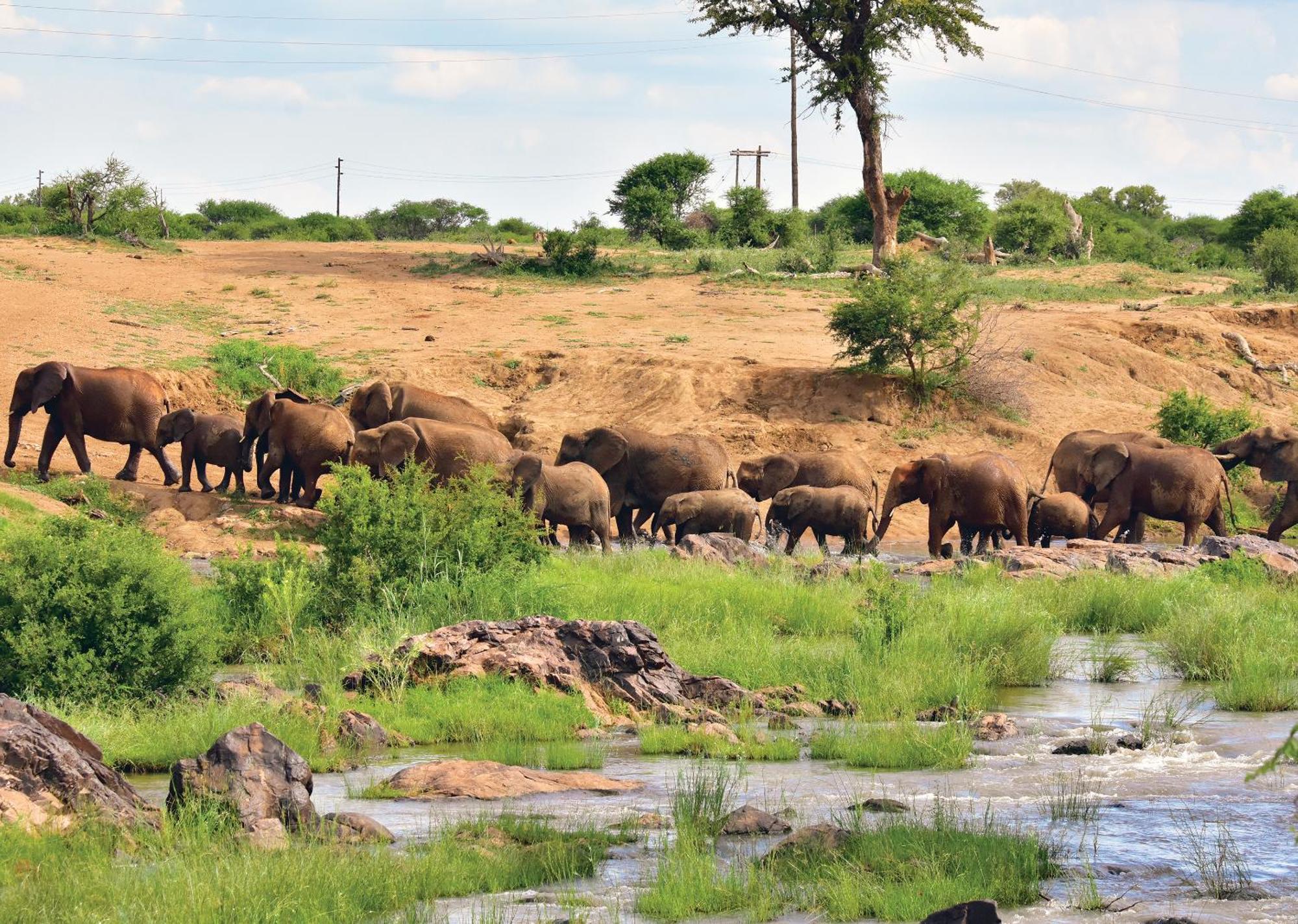 Madikwe River Lodge By Dream Resorts Мадікве-Ґейм-Резерв Екстер'єр фото