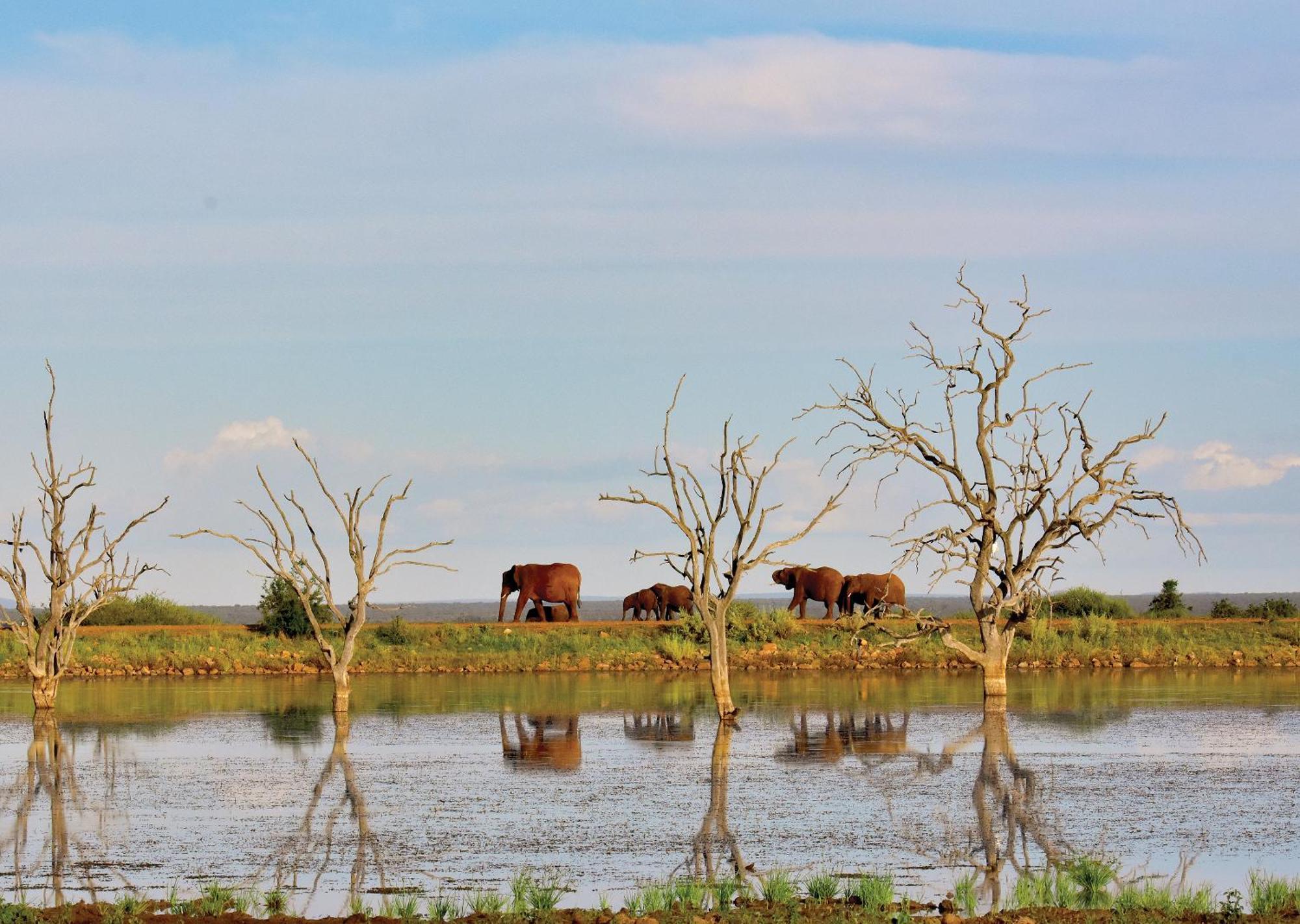 Madikwe River Lodge By Dream Resorts Мадікве-Ґейм-Резерв Екстер'єр фото