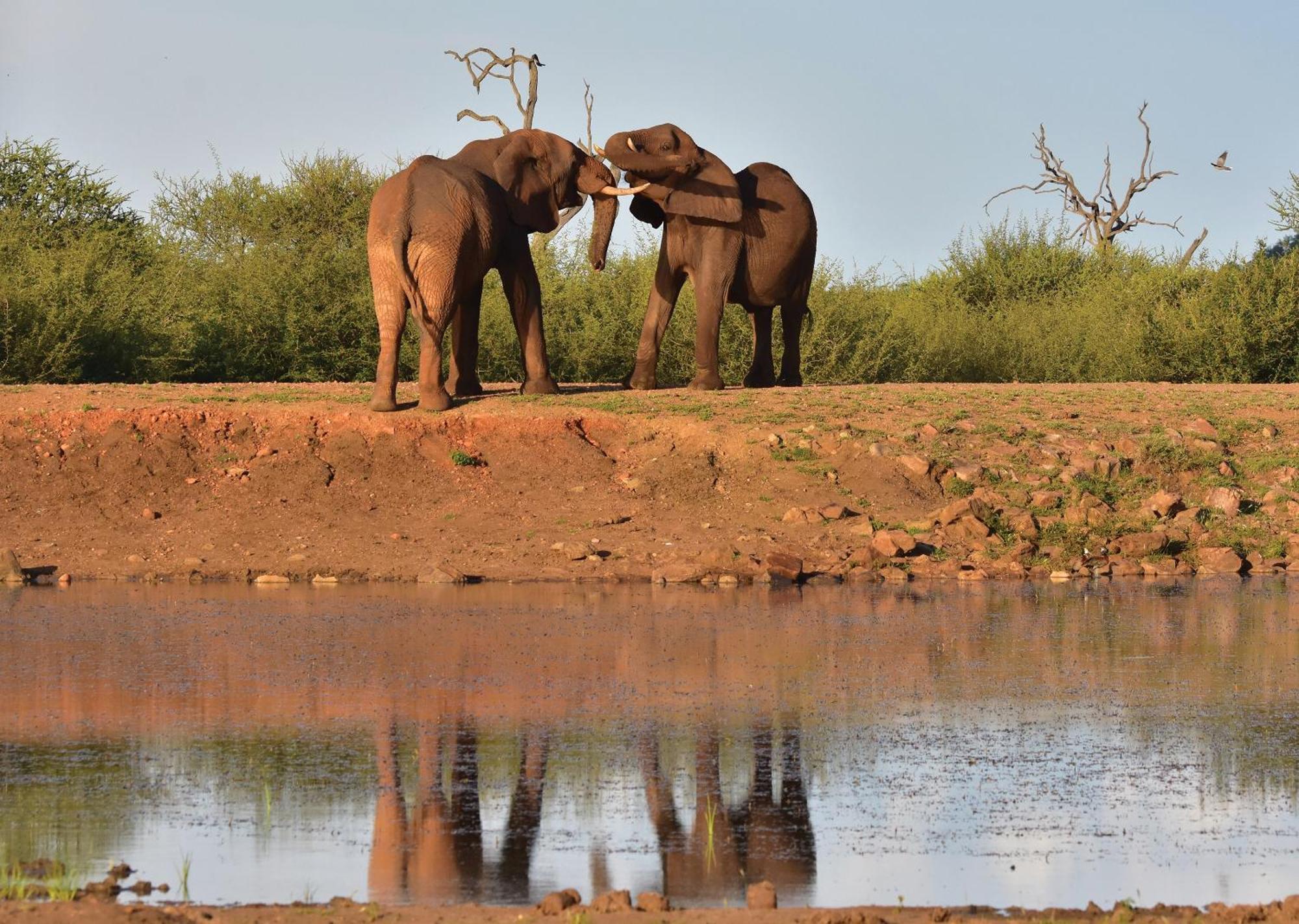 Madikwe River Lodge By Dream Resorts Мадікве-Ґейм-Резерв Екстер'єр фото