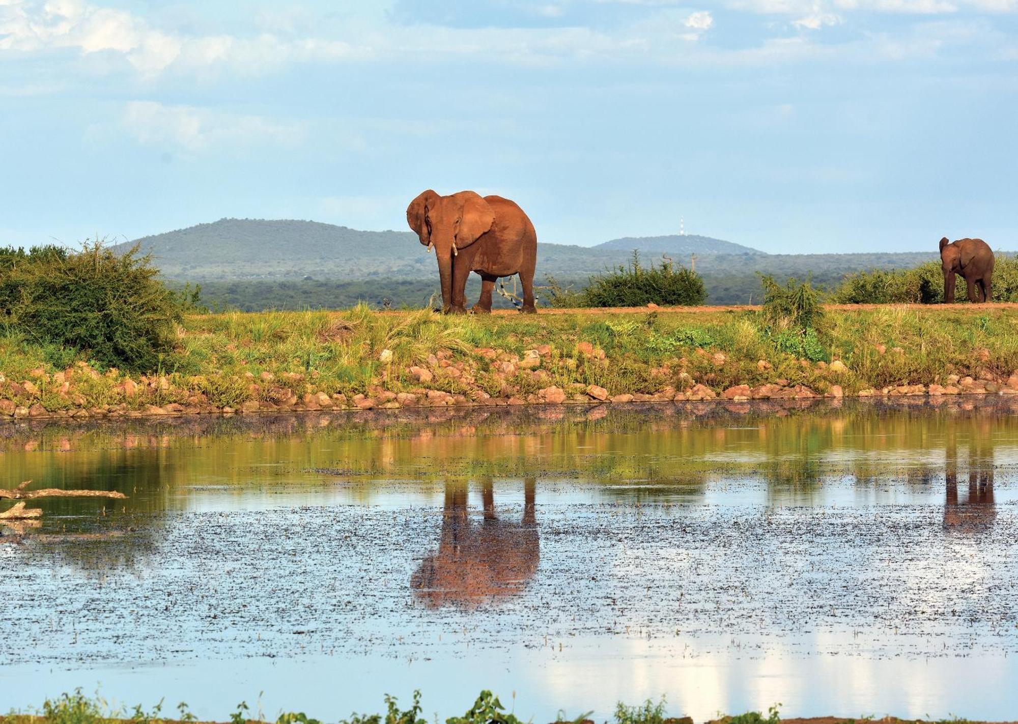 Madikwe River Lodge By Dream Resorts Мадікве-Ґейм-Резерв Екстер'єр фото