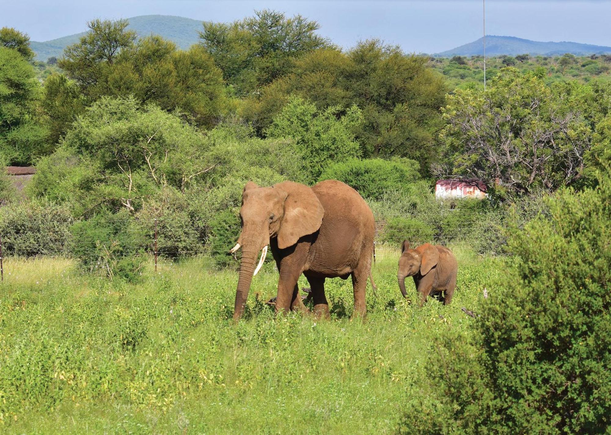 Madikwe River Lodge By Dream Resorts Мадікве-Ґейм-Резерв Екстер'єр фото