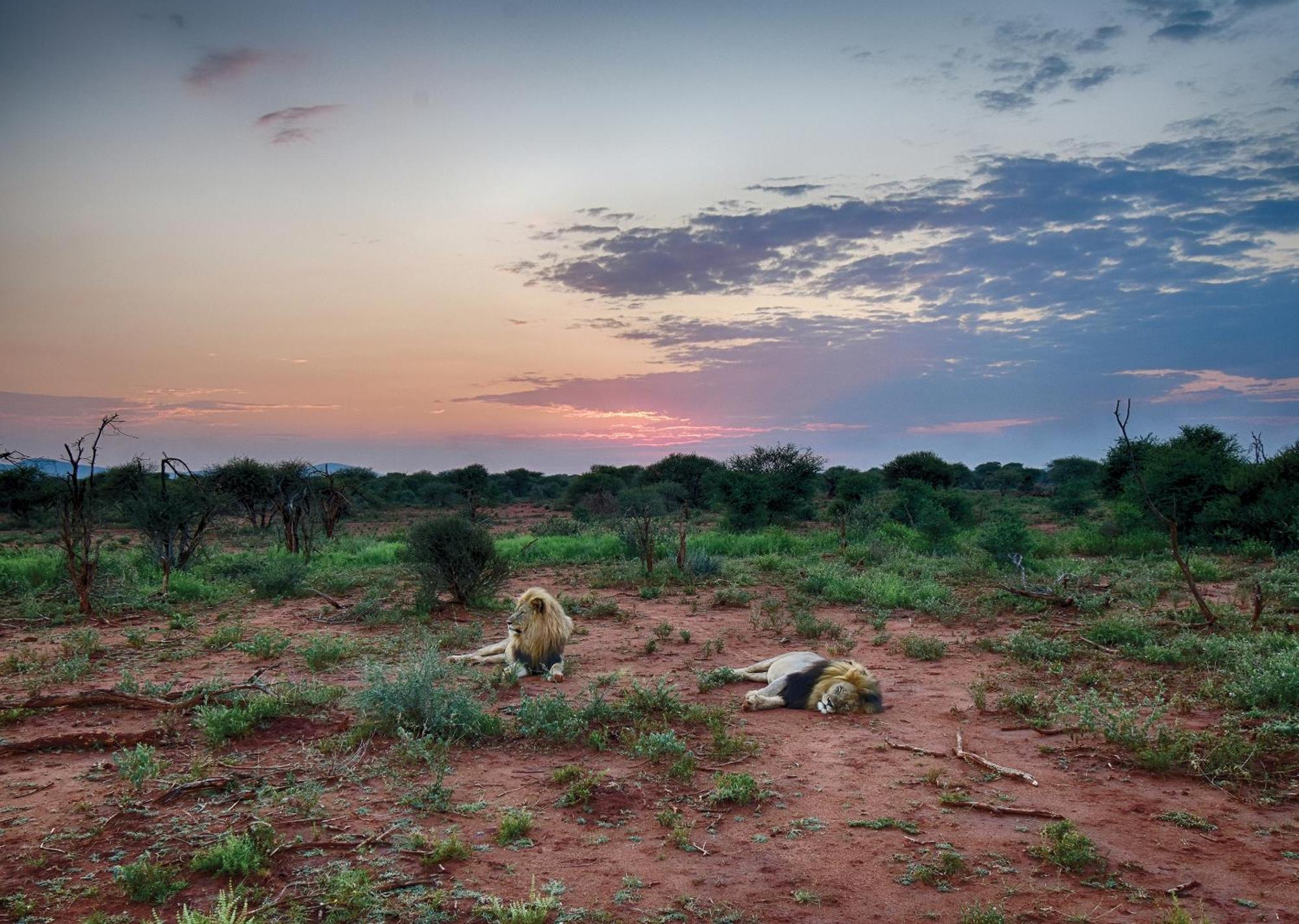 Madikwe River Lodge By Dream Resorts Мадікве-Ґейм-Резерв Екстер'єр фото