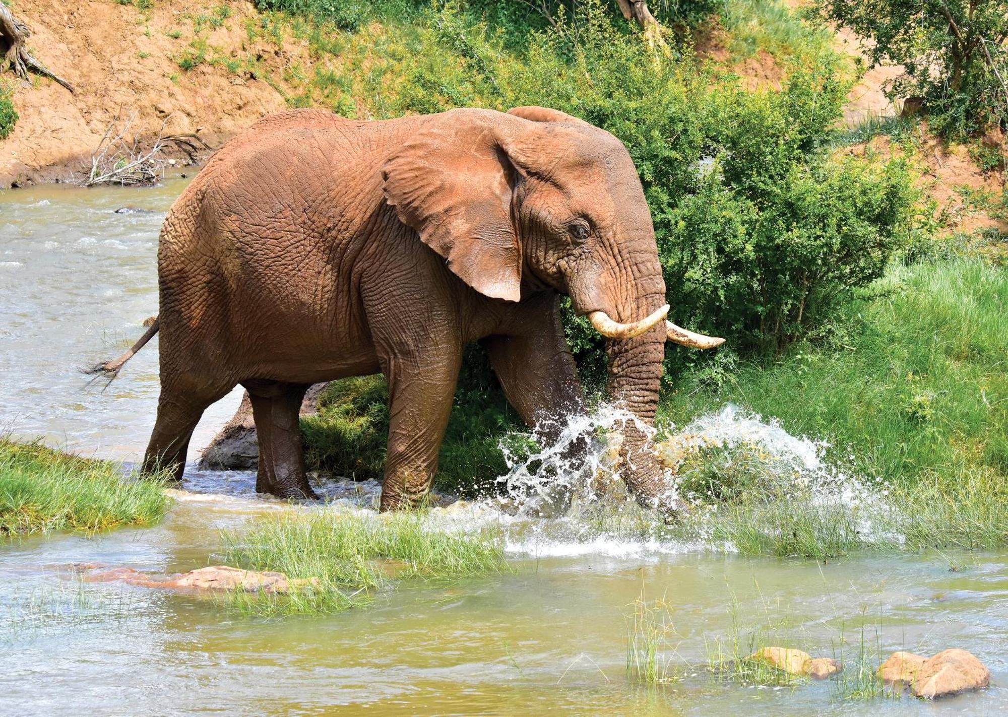 Madikwe River Lodge By Dream Resorts Мадікве-Ґейм-Резерв Екстер'єр фото