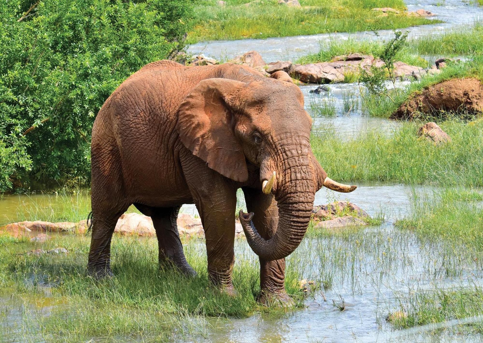 Madikwe River Lodge By Dream Resorts Мадікве-Ґейм-Резерв Екстер'єр фото