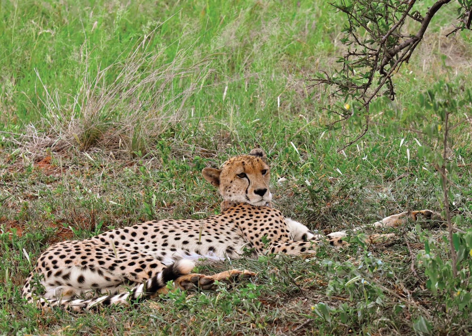 Madikwe River Lodge By Dream Resorts Мадікве-Ґейм-Резерв Екстер'єр фото