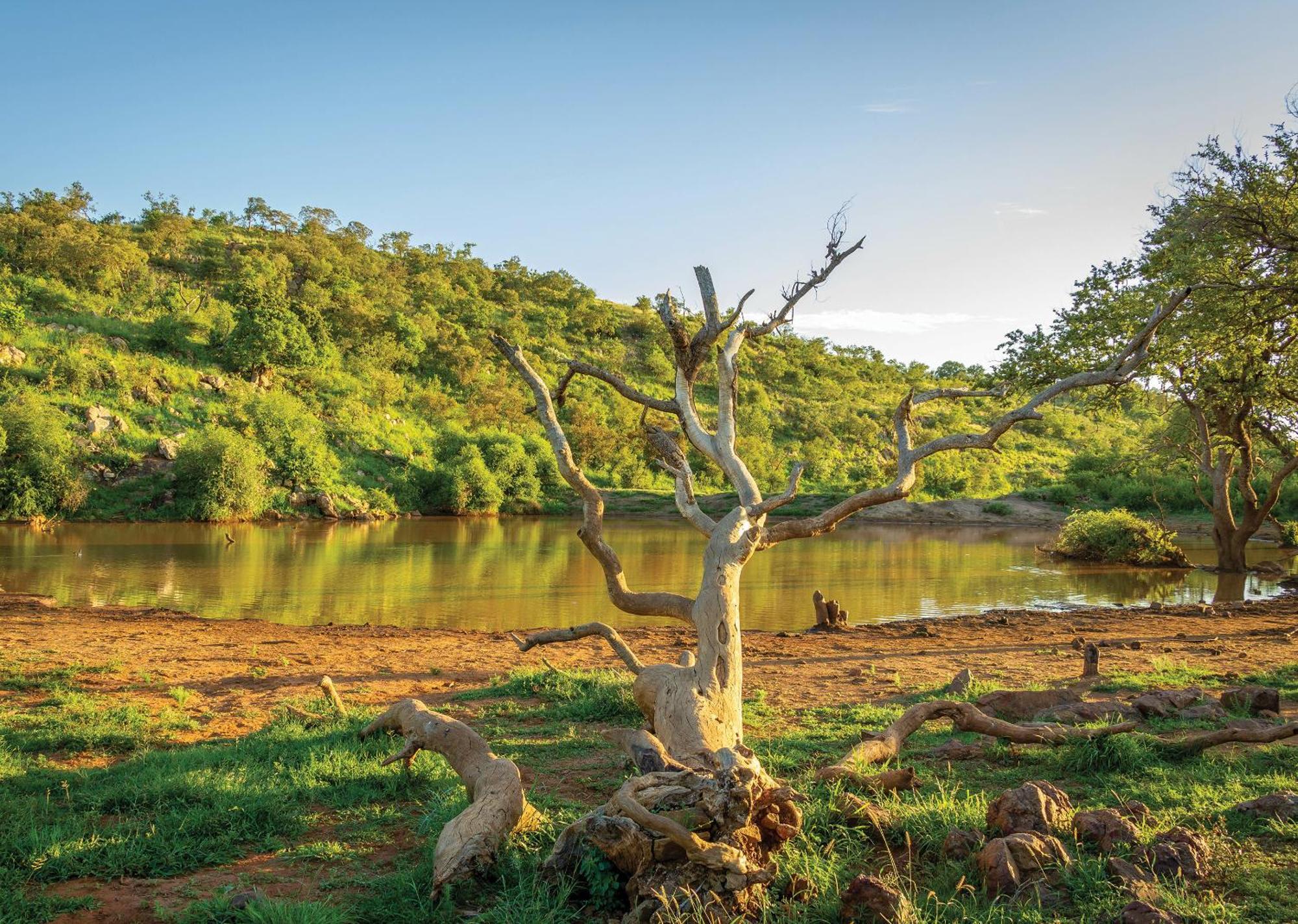 Madikwe River Lodge By Dream Resorts Мадікве-Ґейм-Резерв Екстер'єр фото